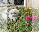 Small #4 Maltese