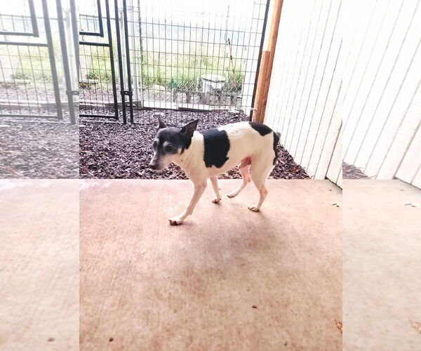 Medium Photo #2 Rat Terrier-Unknown Mix Puppy For Sale in Sequim, WA, USA