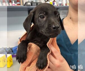 Medium Labrador Retriever-Retriever  Mix