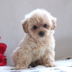 Maltipoo Puppy for sale in GAP, PA, USA