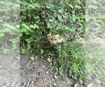 Small Photo #25 Labradoodle Puppy For Sale in KIRKSVILLE, MO, USA