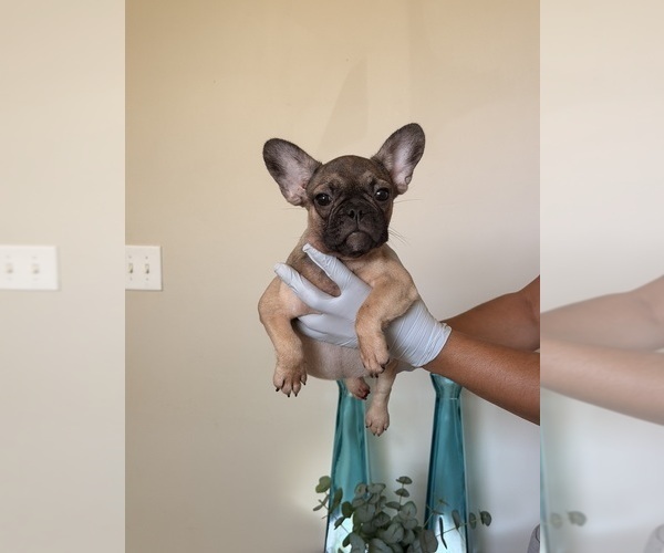 Medium Photo #2 French Bulldog Puppy For Sale in DECATUR, GA, USA