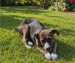 Small #3 Mutt