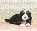 Small #1 Miniature Bernedoodle