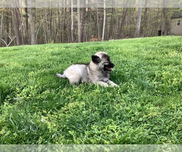 Medium Photo #1 Keeshond Puppy For Sale in LOYSVILLE, PA, USA