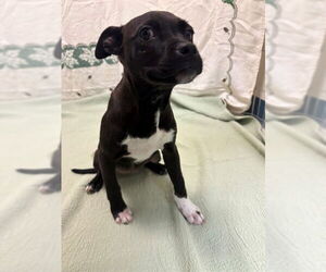 Boxer-Unknown Mix Dogs for adoption in Brewster, MA, USA