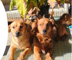 Mutt Dogs for adoption in Visalia, CA, USA