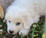Small Photo #8 Great Pyrenees Puppy For Sale in DECATUR, IN, USA