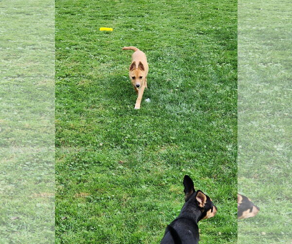 Medium Photo #3 Mutt Puppy For Sale in Marine City, MI, USA