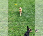 Small #2 Mutt