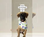 Small #1 German Shepherd Dog Mix