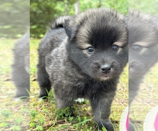 Medium Photo #9 Pomsky Puppy For Sale in GREENVILLE, MO, USA
