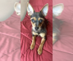 Small #4 Chihuahua Mix