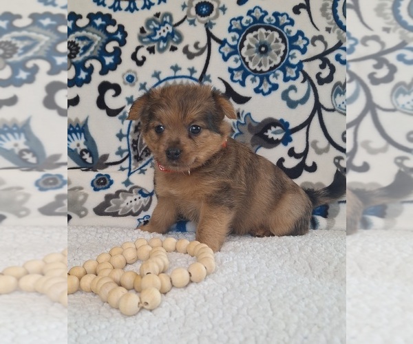 Medium Photo #22 Yoranian Puppy For Sale in LEWISBURG, KY, USA