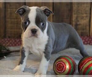 Boston Terrier Puppy for sale in FREDERICKSBG, OH, USA