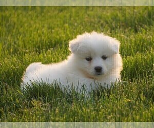 Samoyed Puppy for sale in FREDERICKSBURG, OH, USA