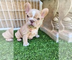 Small #14 French Bulldog