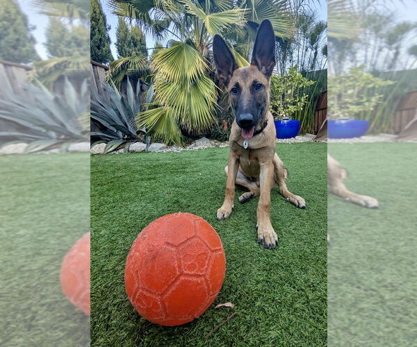 Medium Photo #13 German Shepherd Dog-Unknown Mix Puppy For Sale in West Sacramento, CA, USA