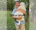 Small Photo #6 Great Pyrenees Puppy For Sale in KIRBYVILLE, MO, USA