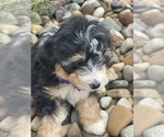Small Photo #5 Miniature Bernedoodle Puppy For Sale in CENTRALIA, IL, USA