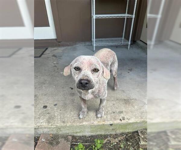 Medium Photo #1 Chihuahua-Unknown Mix Puppy For Sale in Houston, TX, USA