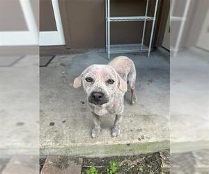 Chihuahua-Unknown Mix Dogs for adoption in Houston, TX, USA