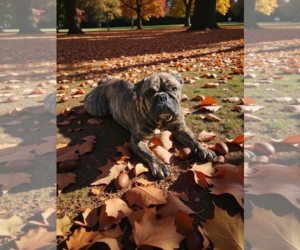 French Bulldog Dogs for adoption in McKinney, TX, USA