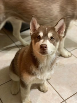 Medium Photo #1 Siberian Husky Puppy For Sale in IRVING, TX, USA