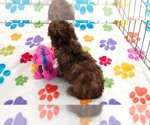 Small #6 Cockapoo (Toy)-Poodle (Toy) Mix