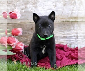 Belgian Malinois Puppy for sale in RONKS, PA, USA