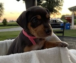 Small Photo #15 Catahoula Leopard Dog Puppy For Sale in GERMANTOWN, IL, USA