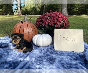 Yorkshire Terrier Puppy for sale in BUCYRUS, MO, USA