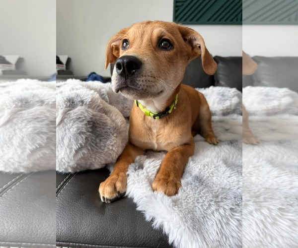 Medium Photo #2 American Pit Bull Terrier-Unknown Mix Puppy For Sale in Duluth, MN, USA