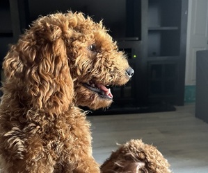 Mother of the Goldendoodle (Miniature) puppies born on 04/26/2025
