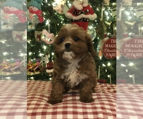 Full screen Photo #6 Cavapoo Puppy For Sale in BOWLING GREEN, KY, USA
