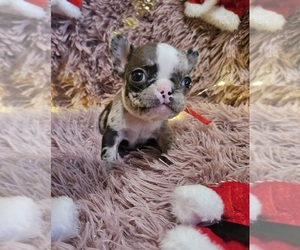 French Bulldog Puppy for sale in WESTFIELD, PA, USA