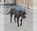 Small American Staffordshire Terrier Mix