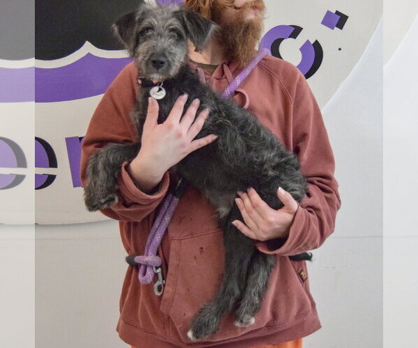 Medium Photo #2 Irish Wolfhound-Unknown Mix Puppy For Sale in Huntley, IL, USA