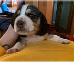 Small Photo #7 Beagle Puppy For Sale in GREENFIELD, WI, USA