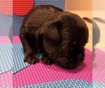 Small #9 Brussels Griffon