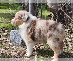 Weimaraner Puppy for sale in O NEALS, CA, USA