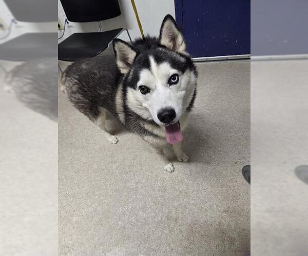 Medium Photo #1 Siberian Husky Puppy For Sale in Bakersfield, CA, USA