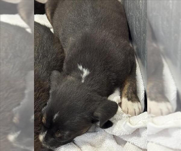 Medium Photo #1 Border Collie-Unknown Mix Puppy For Sale in Conroe, TX, USA