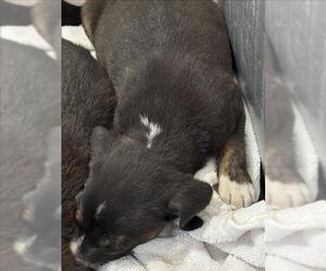 Border Collie-Unknown Mix Dogs for adoption in Conroe, TX, USA