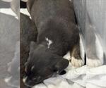Small Border Collie Mix