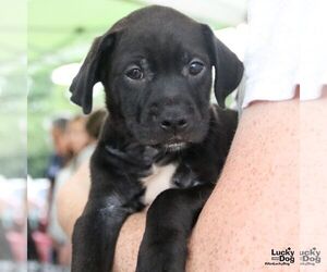 Labrador Retriever-Unknown Mix Dogs for adoption in Washington, DC, USA