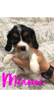 Medium Photo #1 Cavalier King Charles Spaniel Puppy For Sale in FALLBROOK, CA, USA