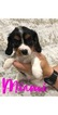 Small Photo #1 Cavalier King Charles Spaniel Puppy For Sale in FALLBROOK, CA, USA