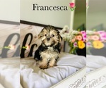 Small Photo #8 Morkie Puppy For Sale in MURFREESBORO, TN, USA
