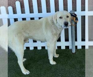Labrenees Dogs for adoption in Modesto, CA, USA
